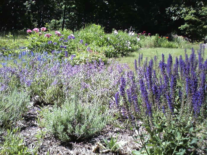 veronica, salvia officinalis, salvia nemorosa "Mainacht"