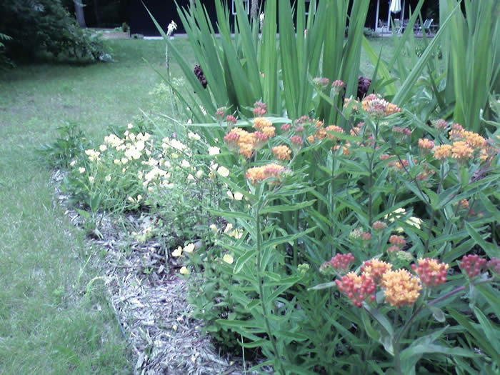 oenethera missouriensis, asclepias tuberosa, crocosmia foliage