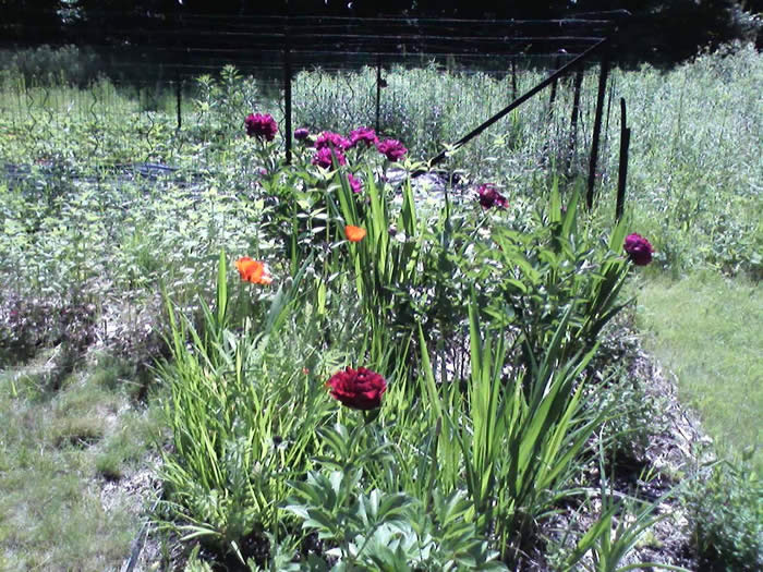 peony Old Faithful, poppies, peony Grover Cleveland