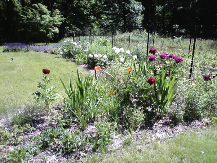 Peony Old Fashioned, papaver, Peony Festiva Maxima, Grover Cleveland, Felix Crousse